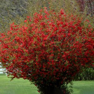 Японская айва