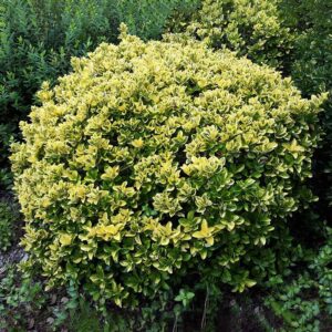 Бересклет Японский