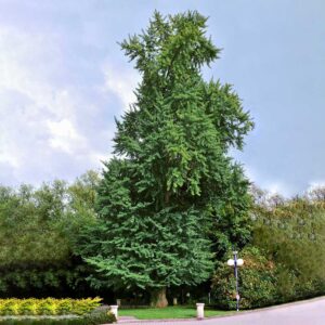 Гинкго билоба