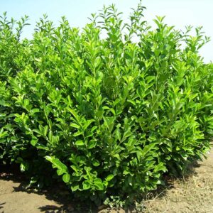 Лавровишня