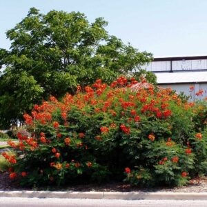 Цезальпиния