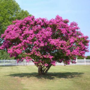 Индийская сирень