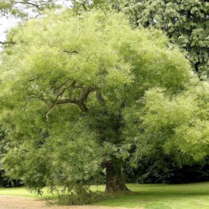 Софора японская