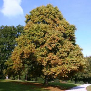 Тюльпанное дерево